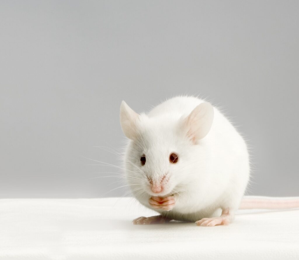 soins et habitat souris