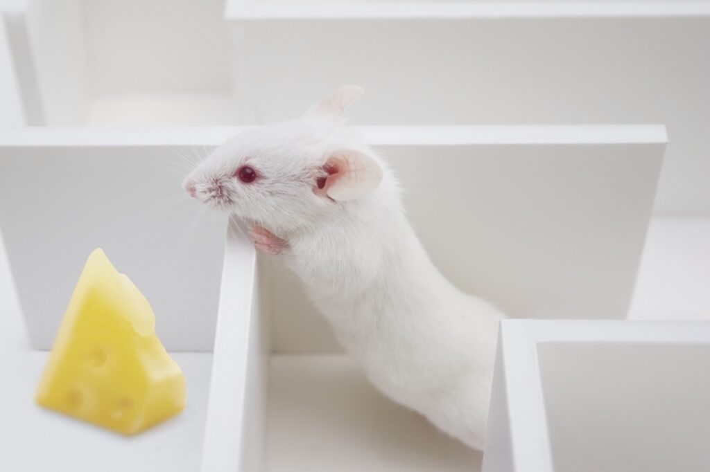 soins et habitat souris