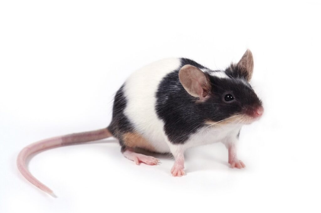 soins et comportement souris