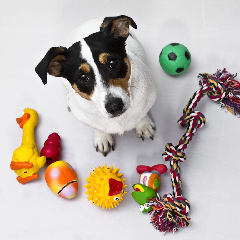 Bien préparer l’arrivée d’un chiot à la maison