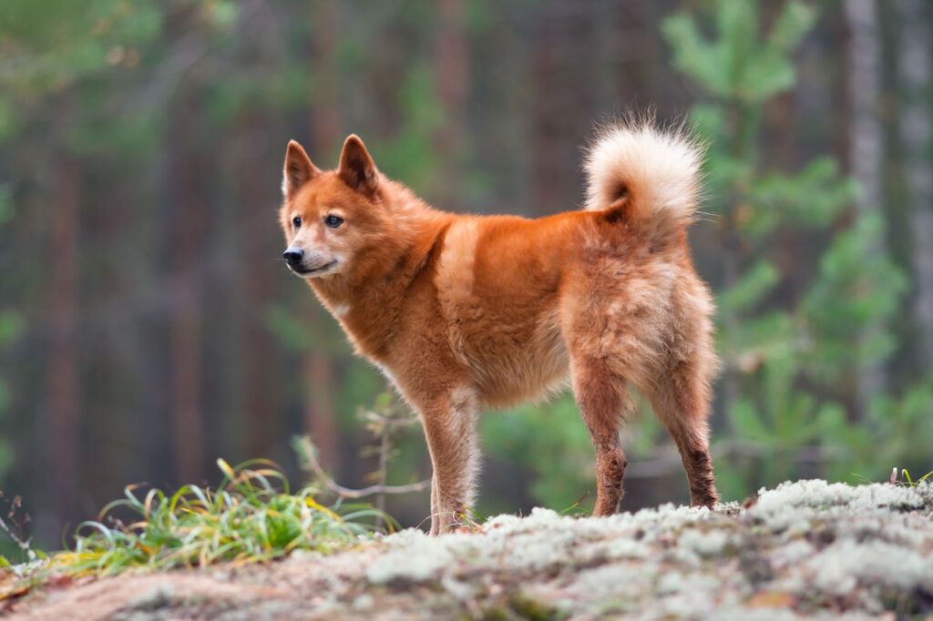 Spitz Finlandais