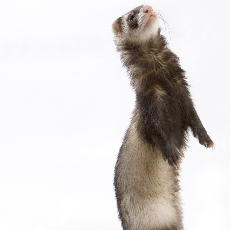 fiche descriptive furet domestique