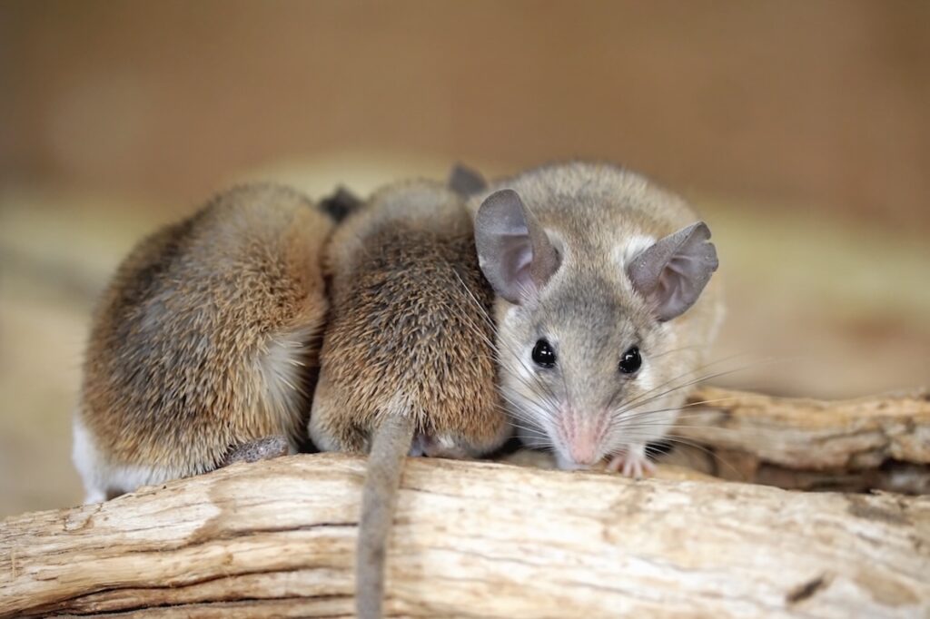 soins et comportement souris