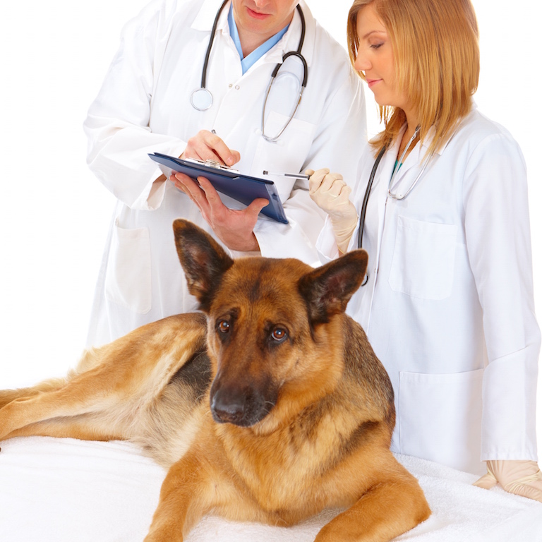 Vétérinaire examinant un chien pour diagnostiquer et traiter l'épilepsie canine, soins vétérinaires spécialisés pour crises d'épilepsie