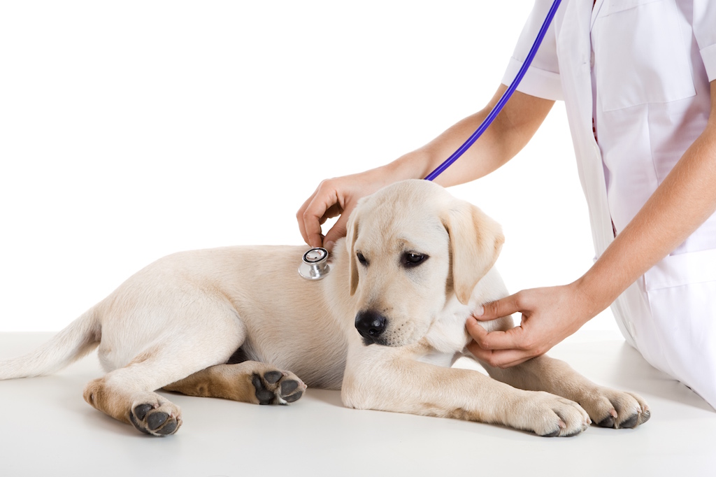 Souffle cardiaque chez le chiot