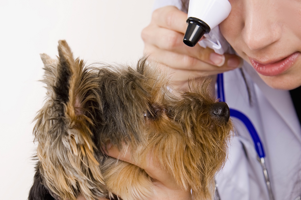 uvéite antérieure symptômes traitement