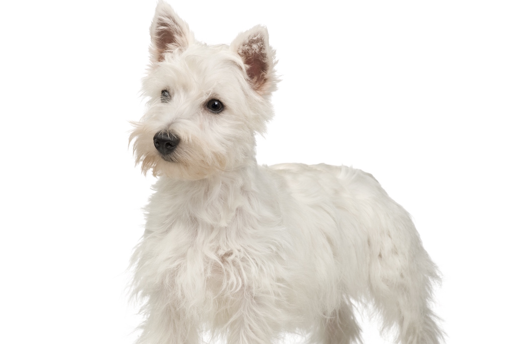 Chien à peau fragile, prédisposé aux infections cutanées et aux troubles dermatologiques