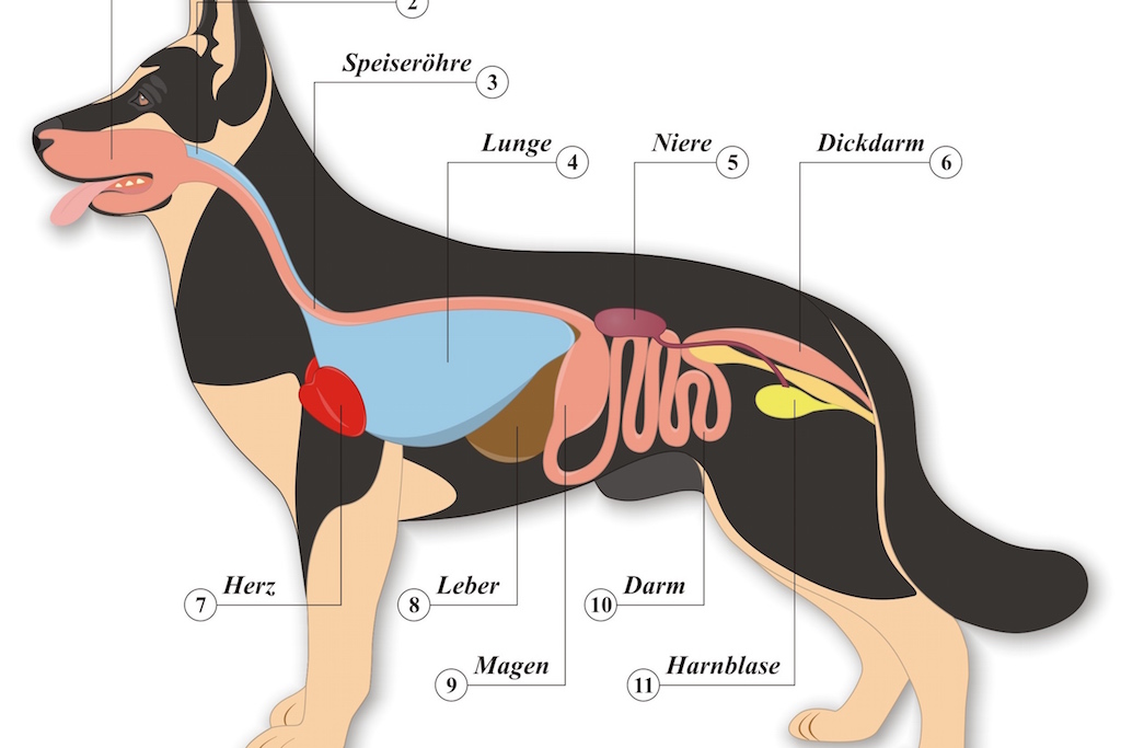 rôle des organes chez les animaux