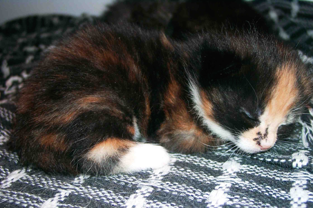 gestation et accouchement chatte