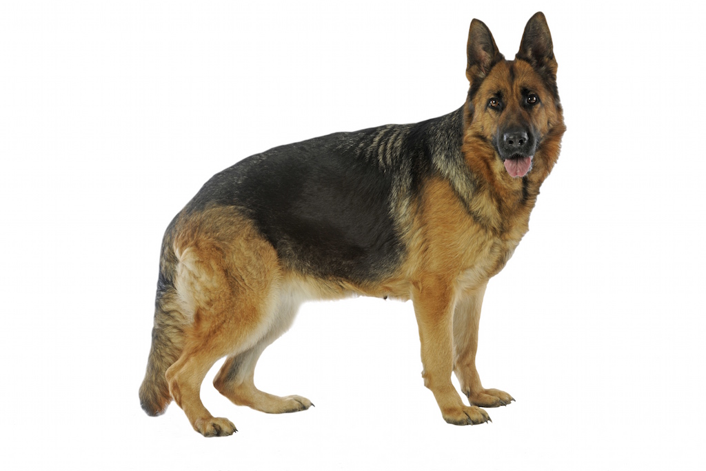 insuffisance pancréatique canine