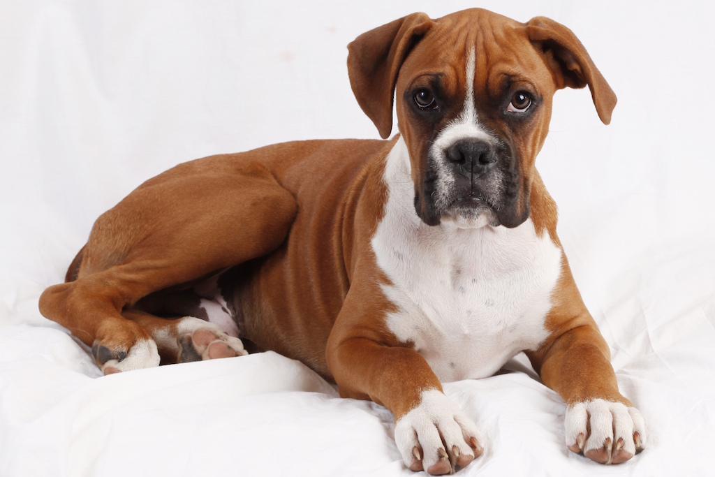 maladie de Cushing chez le chien