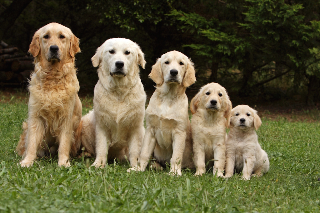 Plusieurs chiens ensemble, montrant l'importance de prévenir la toux de chenil contagieuse