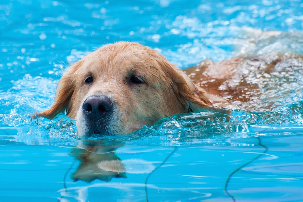 thérapie aquatique canine