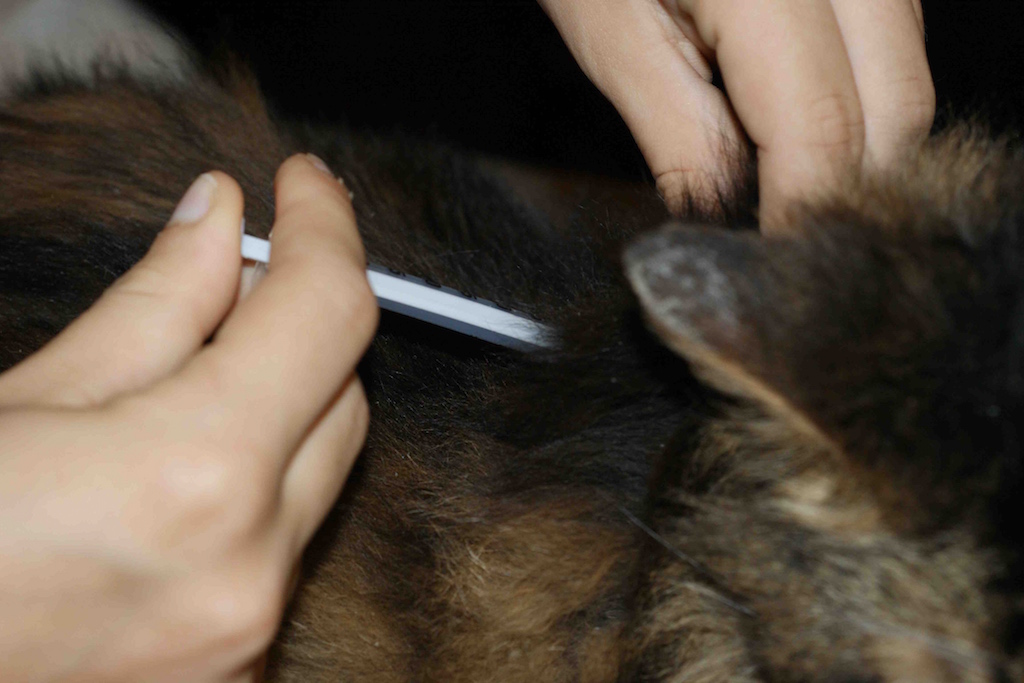 diabète chez le chat