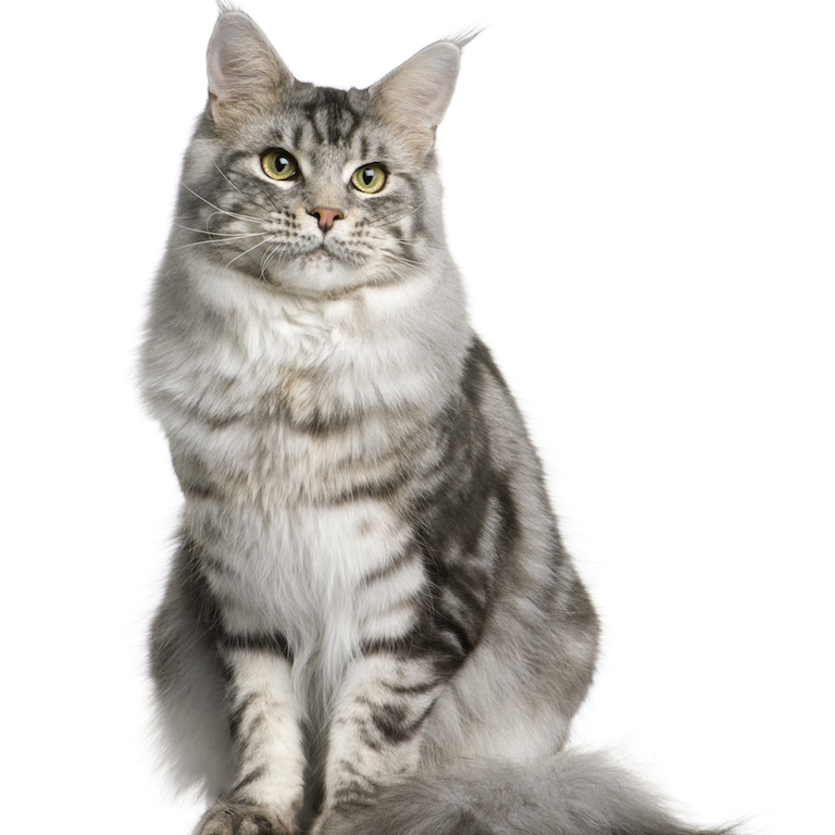 standards d’accouplement des chats