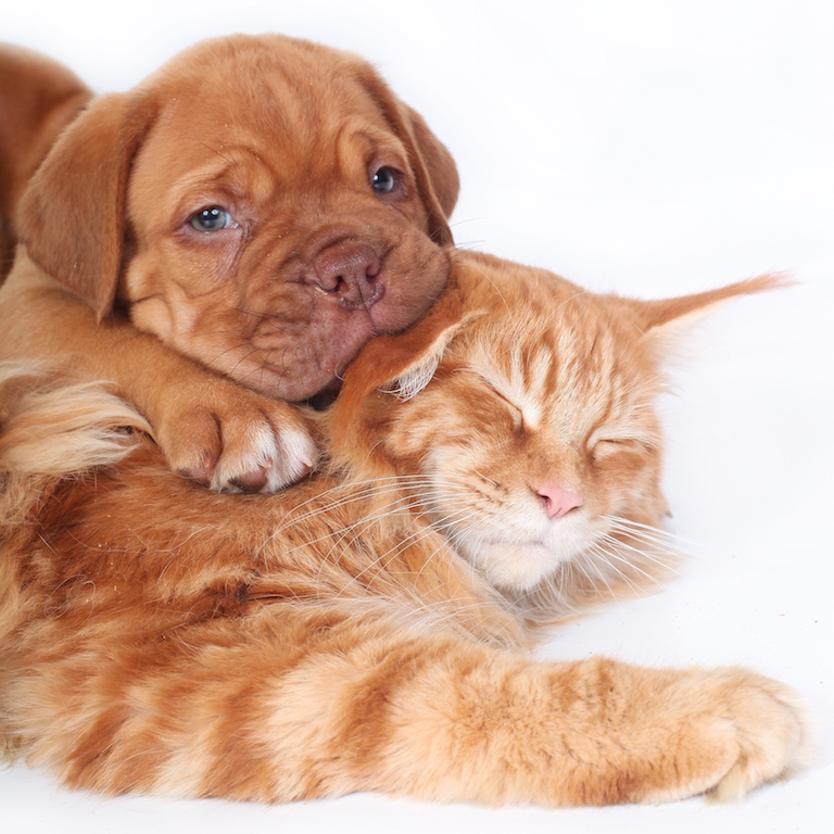 chat et chien ayant subit une chirurgie d'un corps étranger