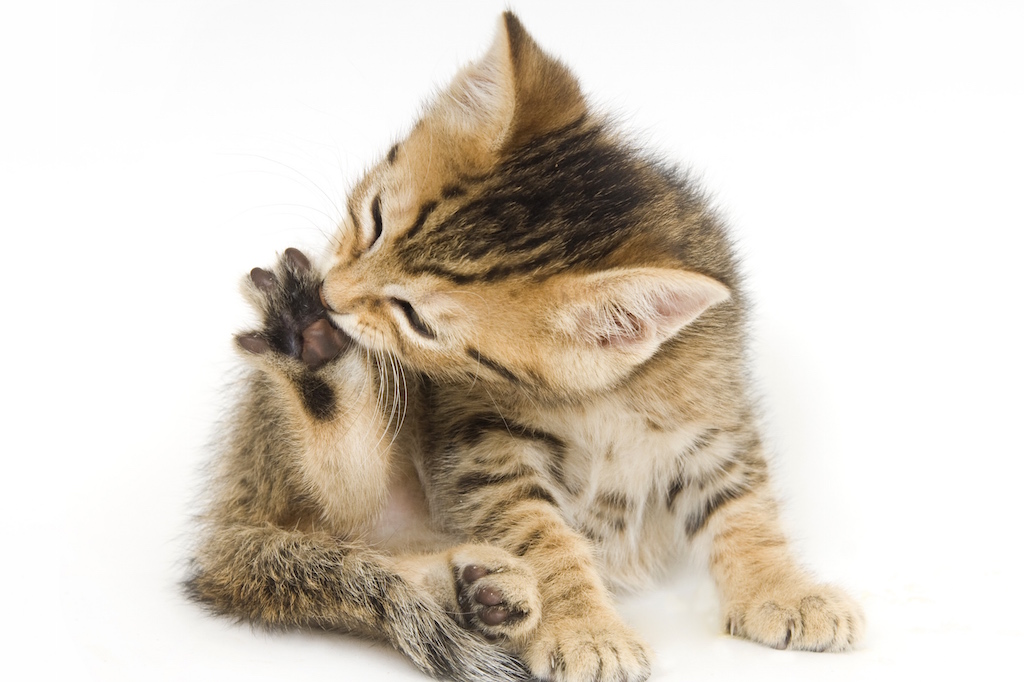 Dipylidium chez le chat