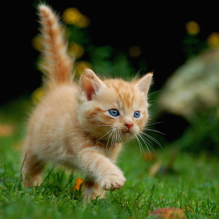 Giardia chez le chat
