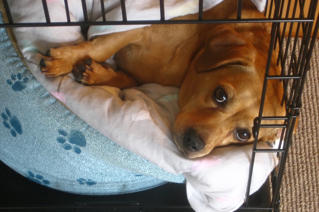 apprentissage-proprete-chien-guide