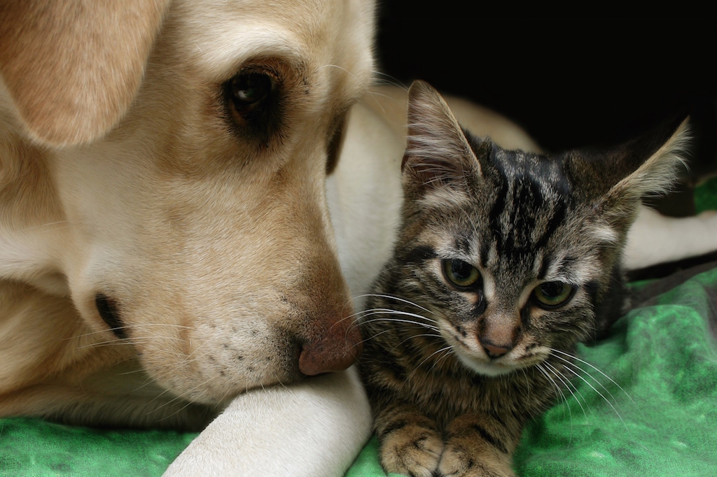 Capillaria aerophila