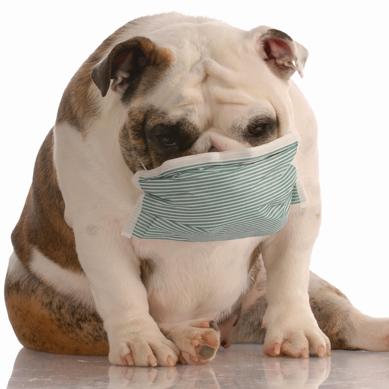 Parasite digestif chien Ancylostoma