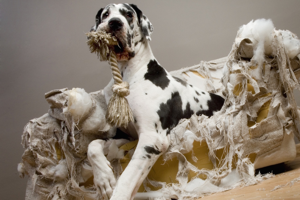 Chien avec anxiété de séparation, montrant des comportements destructeurs en l'absence de son propriétaire.