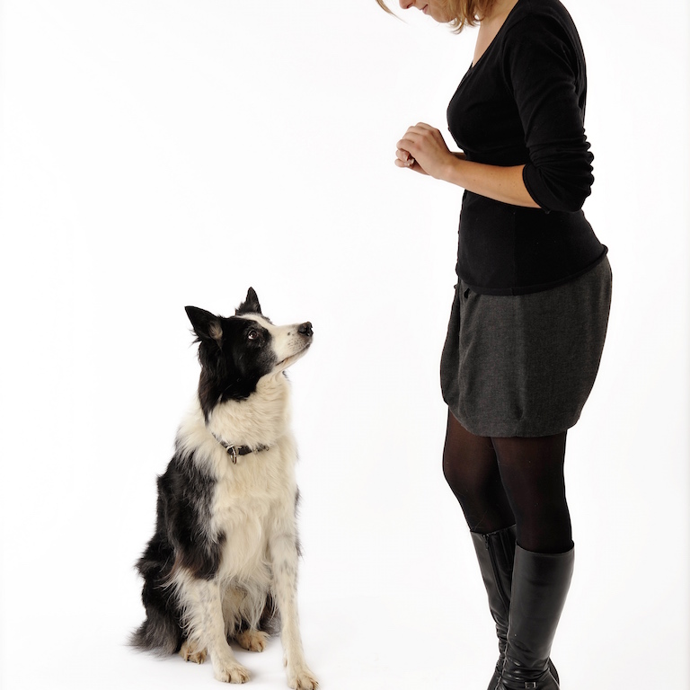 education-renforcement-positif-chien