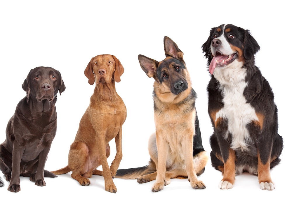 Torsion gastrique chez le chien