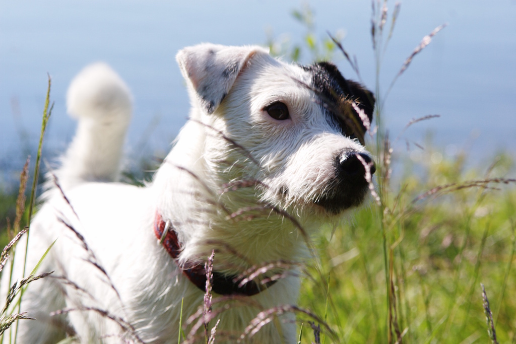 tiques chez le chien