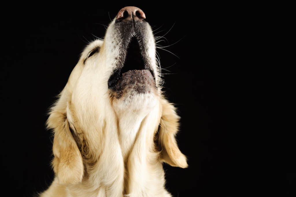 Chien avec anxiété de séparation, montrant des comportements de vocalisation en l'absence de son propriétaire.