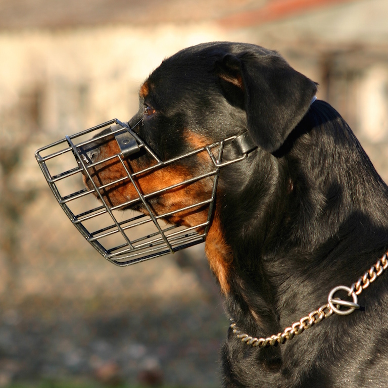 Chien portant une muselière pour empêcher le pica, un comportement compulsif où le chien mange des objets non comestibles