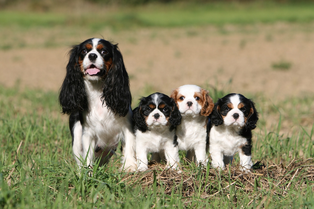 pourquoi-quand-steriliser-chienne