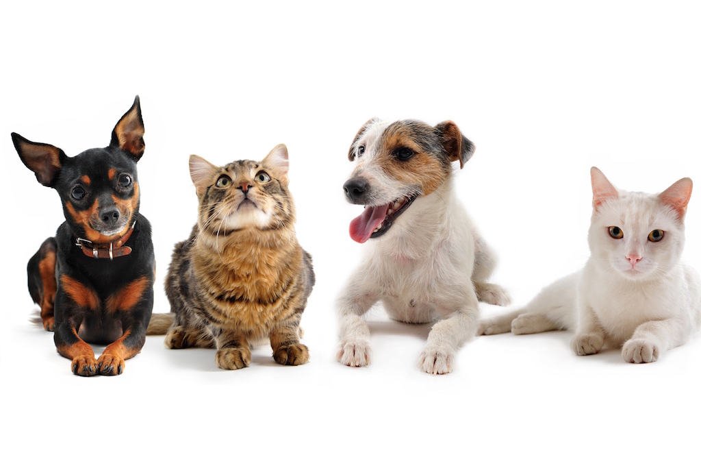 cheyletiellose chez les animaux