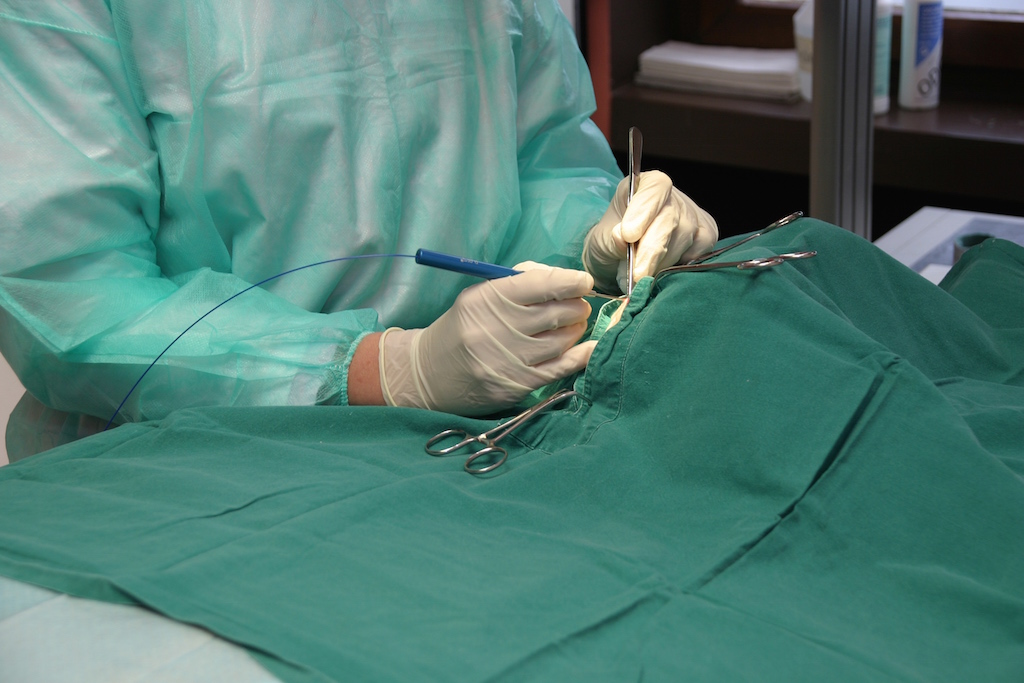 laparotomie-animaux-chirurgie-abdominale
