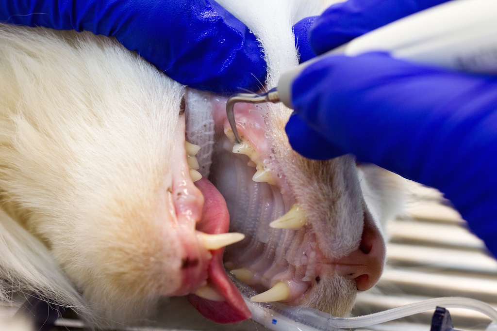 santé bucco-dentaire