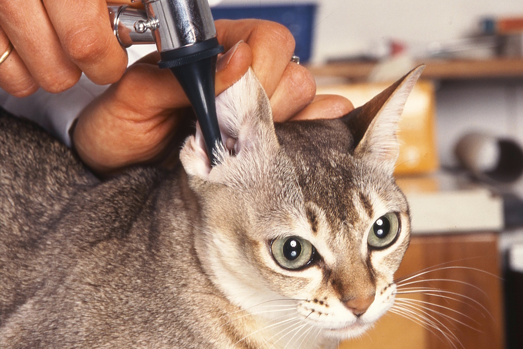 Examen oreille chat