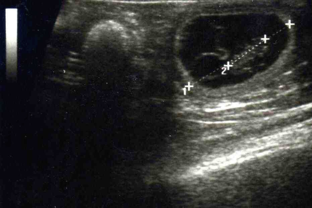 laparotomie-animaux-chirurgie-abdominale
