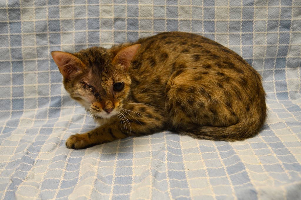 enucleation-veterinaire-guide