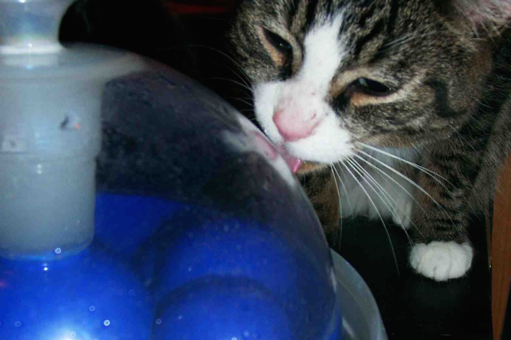 oxalates de calcium chez les animaux