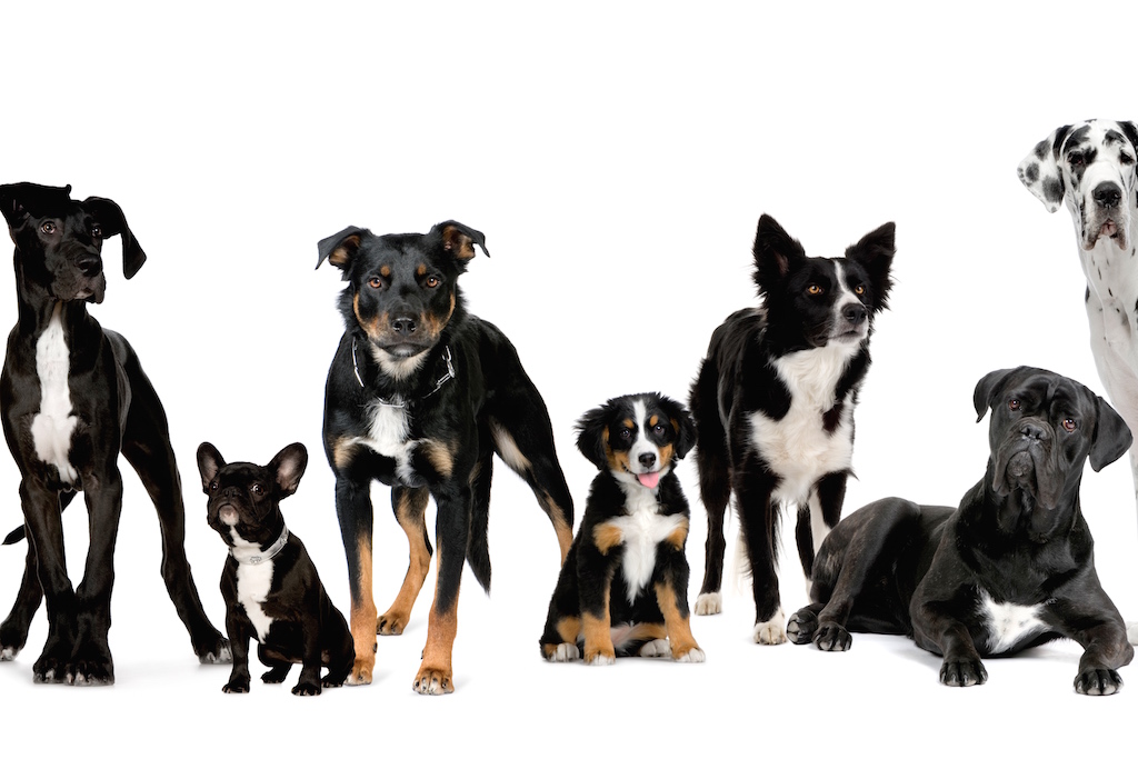 intoxication chez les animaux