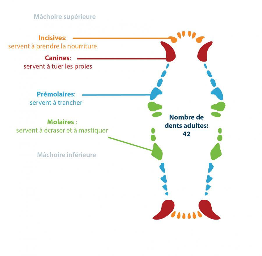 le rôle de chaque type de dent chez le chien