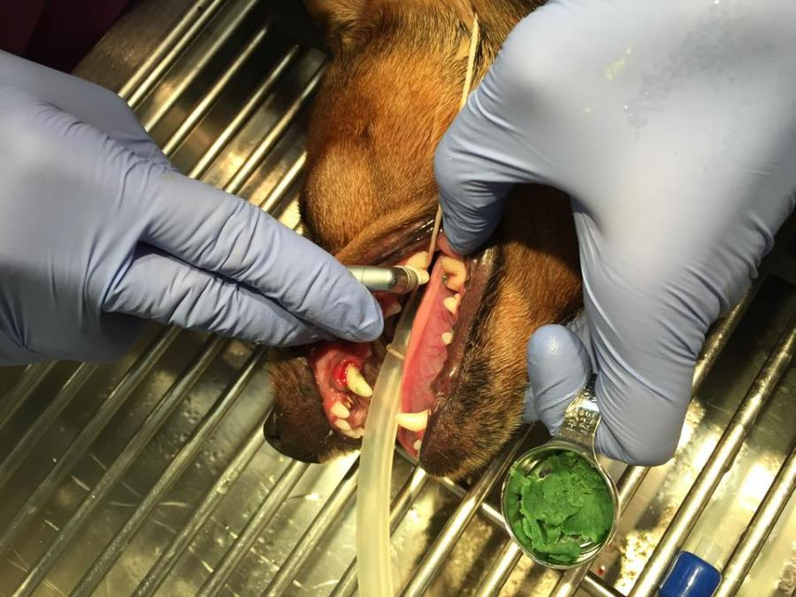 détartrage chez le chien