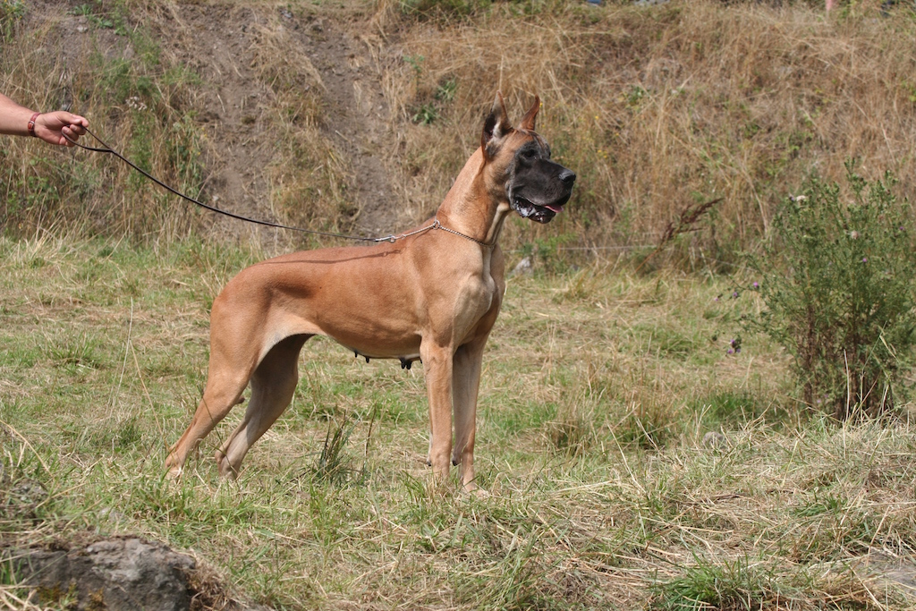 Mégaœsophage chez les animaux