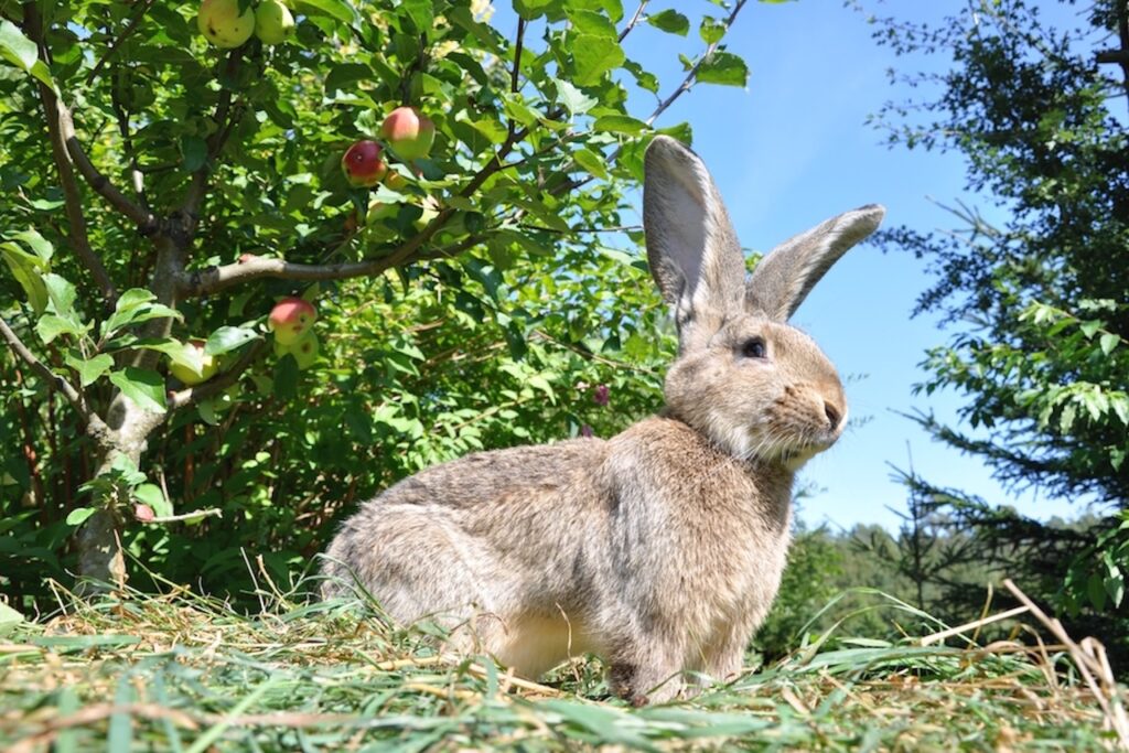 alimentation équilibrée du lapin