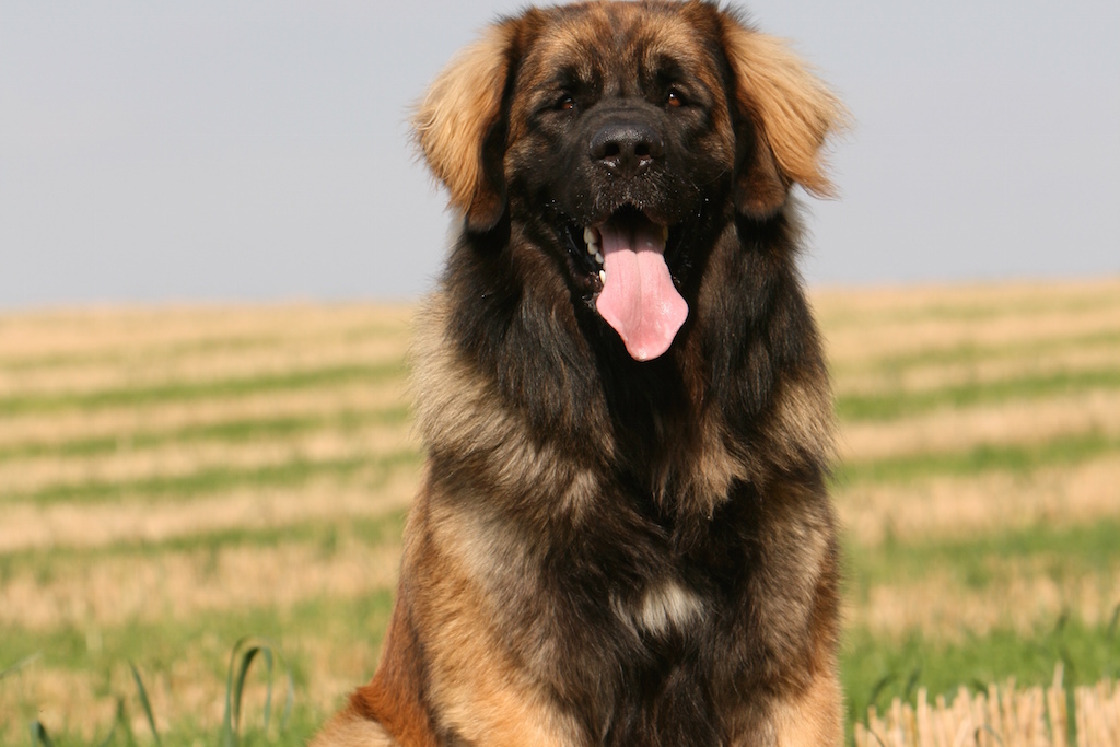 Leonberger