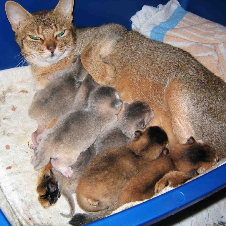 éclampsie chez la chatte