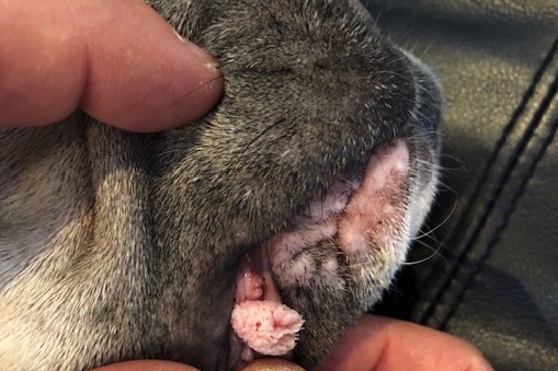 papillomas virus chien oral
