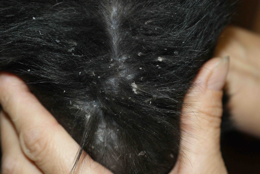 cheyletiellose chez les animaux