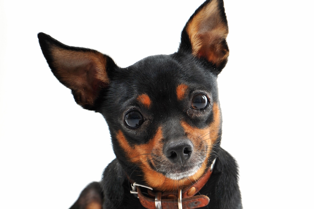 constipation chez le chien