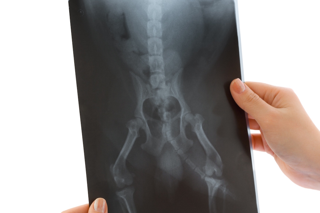 Dysplasie de la hanche chez le chien